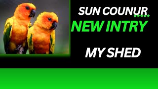 sun conure birdssun conure bird pricesun conure bird informationsun conure bird male female [upl. by Consuelo]