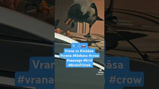 🐦🍴🚗 Vrana vs Klobása vrana klobasa crow sausage bird birdoftiktok [upl. by Beverle787]