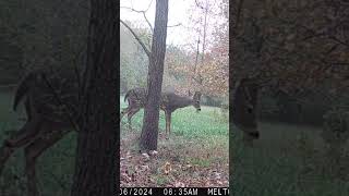 Buck checks Rope Scrape trailcamera trailcam [upl. by Marji]