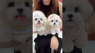 The healing Bichon Frise is online again Do you like the one on the left or the one on the righ [upl. by Service171]