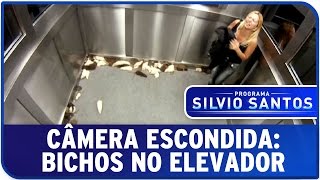 Câmera Escondida Bichos no Elevador [upl. by Htrap]