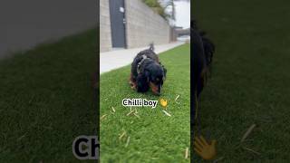 Long haired dachshund chilli amp Cherry Smoothed 💖 dachshund dog dogs doxie miniaturedachshund [upl. by Pickford65]