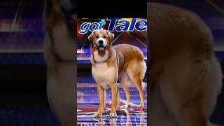 The amazing dog who surprised the judges on AGT funny agt baby dog doglover viralvideo [upl. by Aiceila]