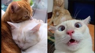 Cat Reels Compilation 🐈 [upl. by Kokoruda]