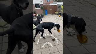 Playtime with my Great Danes BoazampGozer dogshorts greatdanetv greatdanesunleashed [upl. by Warder678]