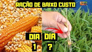 COMO CULTIVAR MILHO HIDROPONICO Como plantar milho hidroponico passo a passo Ração de baixo custo [upl. by Hailat]