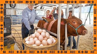 A Glimpse into Modern Agricultural Practices in Denmark  Cow Farm Video [upl. by Hedelman]