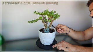 portulacaria afra  second pruning 🌿 [upl. by Adnohryt]