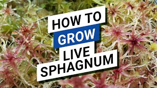 😍 Grow Live Sphagnum Inside A House 🌿 No Need For A Greenhouse Or A Growth Chamber For That [upl. by Fleda]