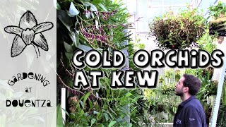 Cold Growing Orchids  Behind the Scenes at Kew 1 of 7 [upl. by Rozek]