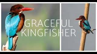 Kingfishers are small unmistakable bright blue and orange birds [upl. by Joann]