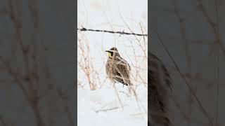 Horned lark bird song [upl. by Onyx262]