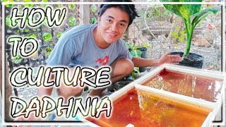 Technique on How to Culture Daphnia [upl. by Fanny]