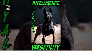 THE BELGIAN MALINOIS INTELLIGENCE LOYAL AND VERSATILITY [upl. by Elyssa879]