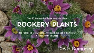 Top 10 Rockery Plants For Alpine Gardens [upl. by Aderf]