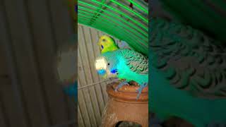 Parrots In Enjoy parrot birdlife birdsoftheworld shortfeed viralshorts [upl. by Lizabeth]