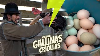 Crianza de gallinas criollas [upl. by Ylrehc]