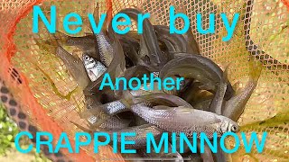 Crappie Fishing Minnows Raise your own minnows [upl. by Enitnatsnoc]