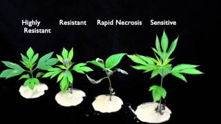 Glyphosate SOA 9 Sensitive vs Resistant Giant Ragweed 2 [upl. by Joy760]