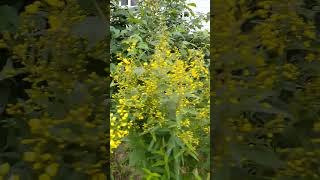 Lysimachus vulgaris plant yellow flowers short melodybacanto6572 [upl. by Junie]