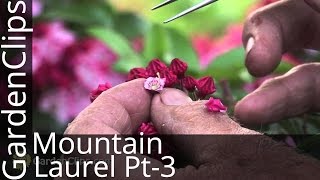 Mountain Laurel  Kalmia Latifolia  Part 3 How to hybridize Kalmia with Dr Dick Jaynes [upl. by Ainod]