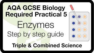 AQA GCSE Required Practical Enzymes  Method Analysis amp ExamStyle Questions [upl. by Addia]