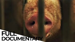 The Carnivores Dilemma Is It Ethical to Eat MEAT from Industrial Farms  ENDEVR Documentary [upl. by Abram526]