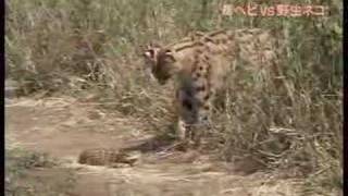 Serval vs Poisonous Snake [upl. by Granville190]