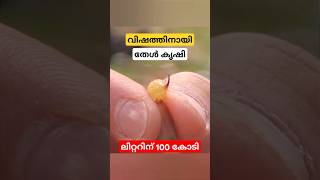 കോടികളുടെ ബിസിനസ് തേൾ കൃഷിയിലൂടെ scorpion farming malayalam shorts [upl. by Atiuqahs126]