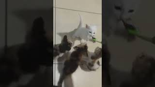 🐱😻cats funnycats viral shorts yotubeshorts youtube [upl. by Ronica]