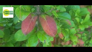 Why are my Viburnum leaves turning red [upl. by Llewej]