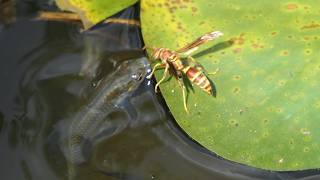 Paper Wasp drinks water as Mosquitofish lurk below [upl. by Gautious]