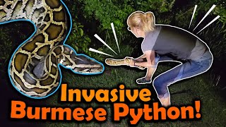 We Found a HUGE BURMESE PYTHON Herping in Florida Part 2 [upl. by Mccormac861]