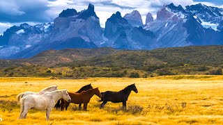 Beautiful Relaxing Music Peaceful Soothing Instrumental Music quotHorses of the Mt Realmsquot Tim Janis [upl. by Kutzenco]