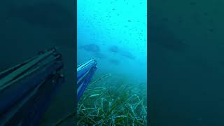 increíble entrada de dentones de Alberto González fishing spearfishing pesca [upl. by Ahsikyw]