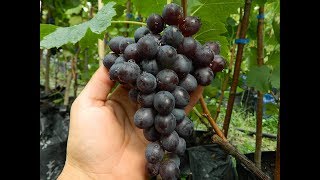 Виноград Мускат беседочный Сезон 2016 Grapes Muskat besedochnyy Season 2016 [upl. by Wenoa555]