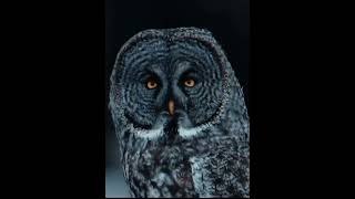 Majestic Owl Species A Closer Look at Natures Night Hunter [upl. by Eugenius129]