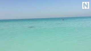 Dolphins visit Abu Dhabis Saadiyat Island [upl. by Eiramnaej]