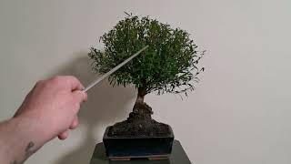 30  Syzygium Bonsai Brush Cherry Lilly Pilly  Pruning For Ramification [upl. by Roderica325]