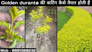 Golden duranta ki cutting kaise lagaye  How to grow Golden Duranta plant from cutting [upl. by Francesca781]