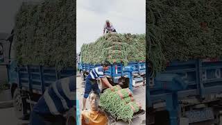 agriculture automobile nature harvest of okra flowers [upl. by Ahsitauq]