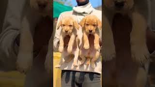 Top quality Lab puppies for sale in Nanded Maharashtra 9623 951313 [upl. by Adan334]