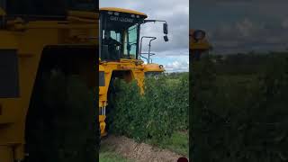 Gregoire G8260 Grape Harvester picking Canadian Merlot Grapes harvester tech amazing shorts [upl. by Sixel596]