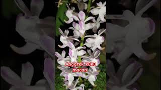 ANGGREK KUKU MACAN anggrek orchid [upl. by Navets325]