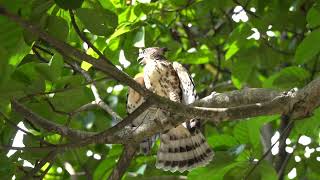 Crested Goshawk at KLCC Park in Kuala Lumpur [upl. by Dloreg]