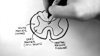 Spinal Pathways 1  Spinal Cord Anatomy and Organisation [upl. by Sloatman]