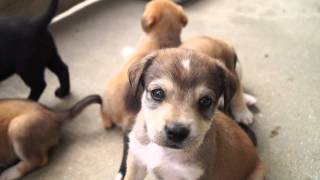 BeagleLabrador Puppies [upl. by Enyamrahs784]