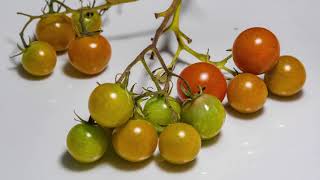 Time lapse Ripening Tomatoes [upl. by Campball]