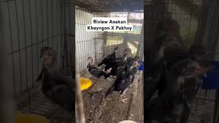 Riview Anaka ayam Koyngonx Pakhoy [upl. by Vyse799]