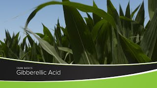 Gibberellic Acid [upl. by Trebleht666]